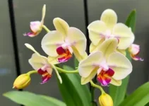 cultivo de orquídeas