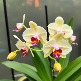 cultivo de orquídeas