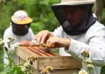 curso de meliponicultura