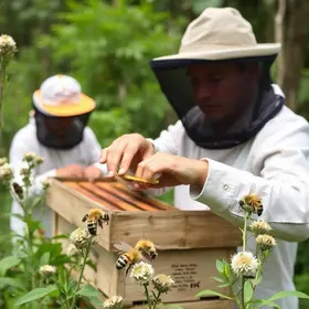 curso de meliponicultura